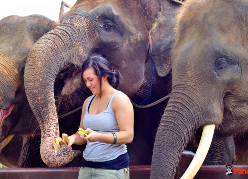 エレファントライド_09